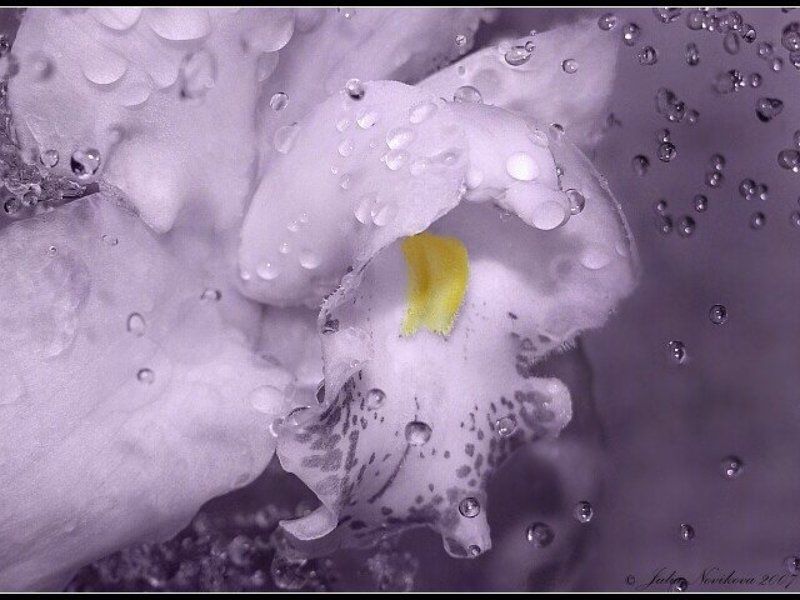 орхидея, капли Орхидейный вкус.photo preview