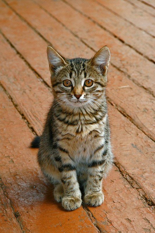 кот, Матвей, Матвей Кузьмичphoto preview