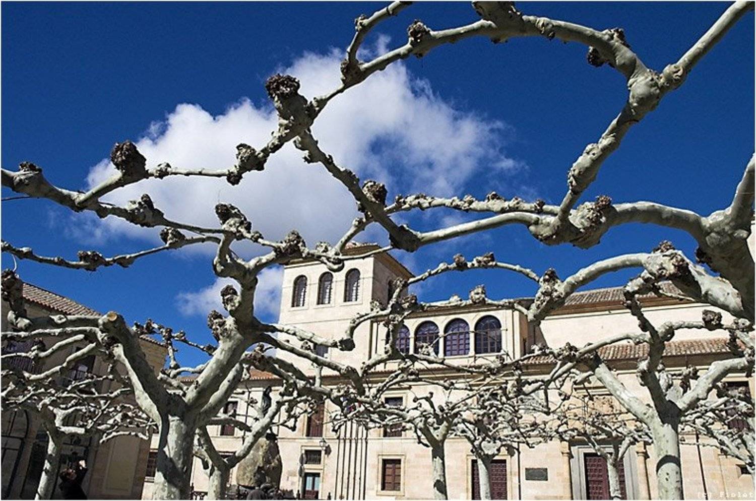 Испания, Замора, небо, платаны, Andrey N. Sliozberg