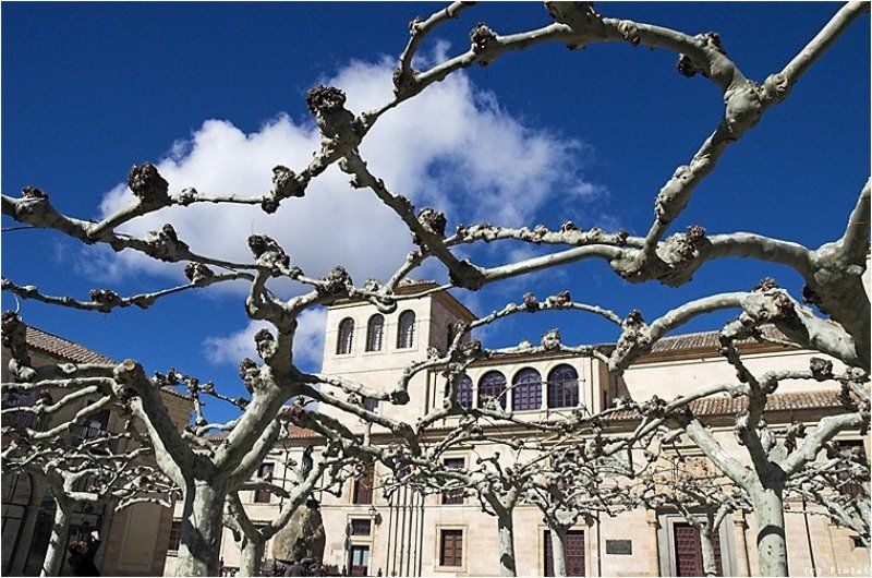 Испания, Замора, небо, платаны Небо в клетку.photo preview