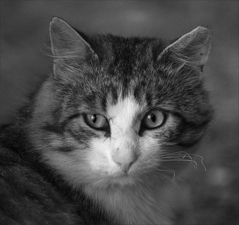 Романтик с большой дорогиphoto preview