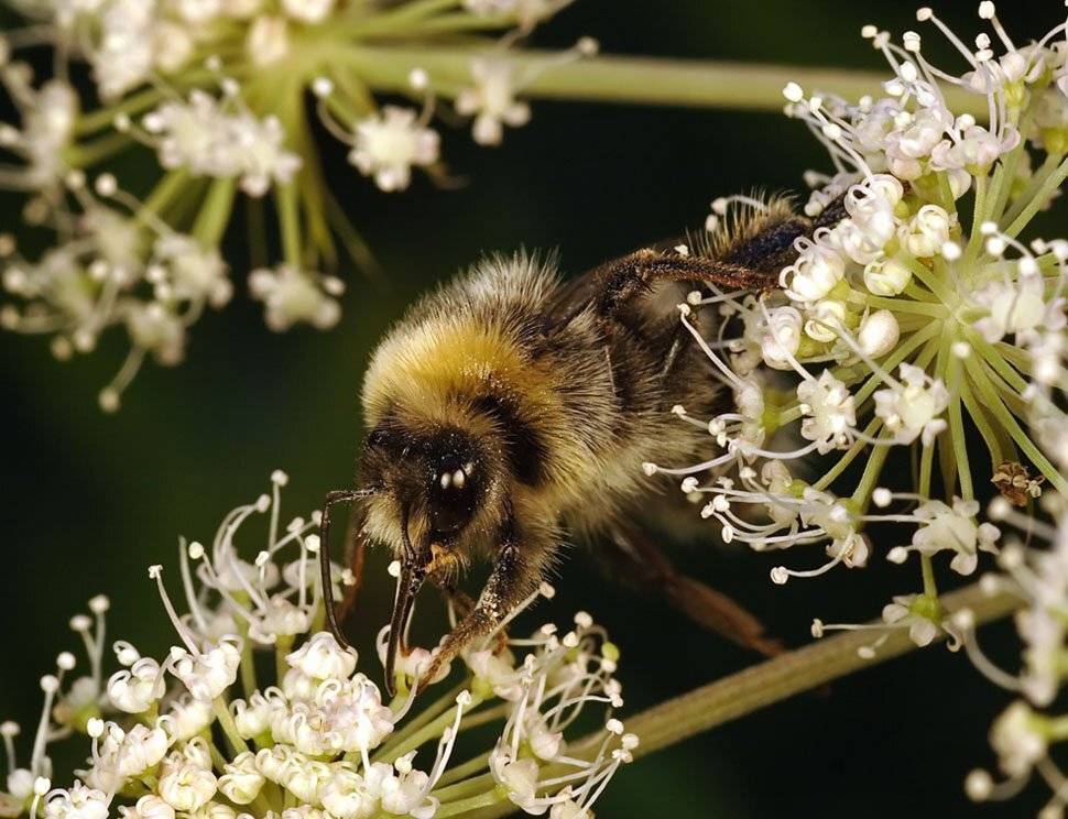 "собака на сене". Автор: rammstein2005 шмель, макро, цветы, rammstein2005