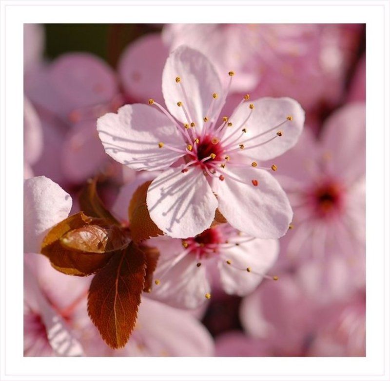 розовые, цветы, весна Розовая весна (1)photo preview