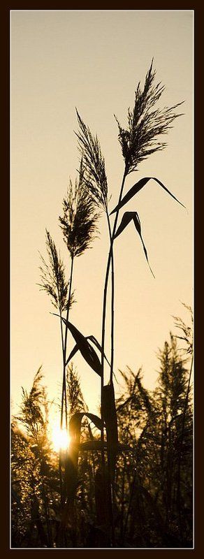 Fermatophoto preview