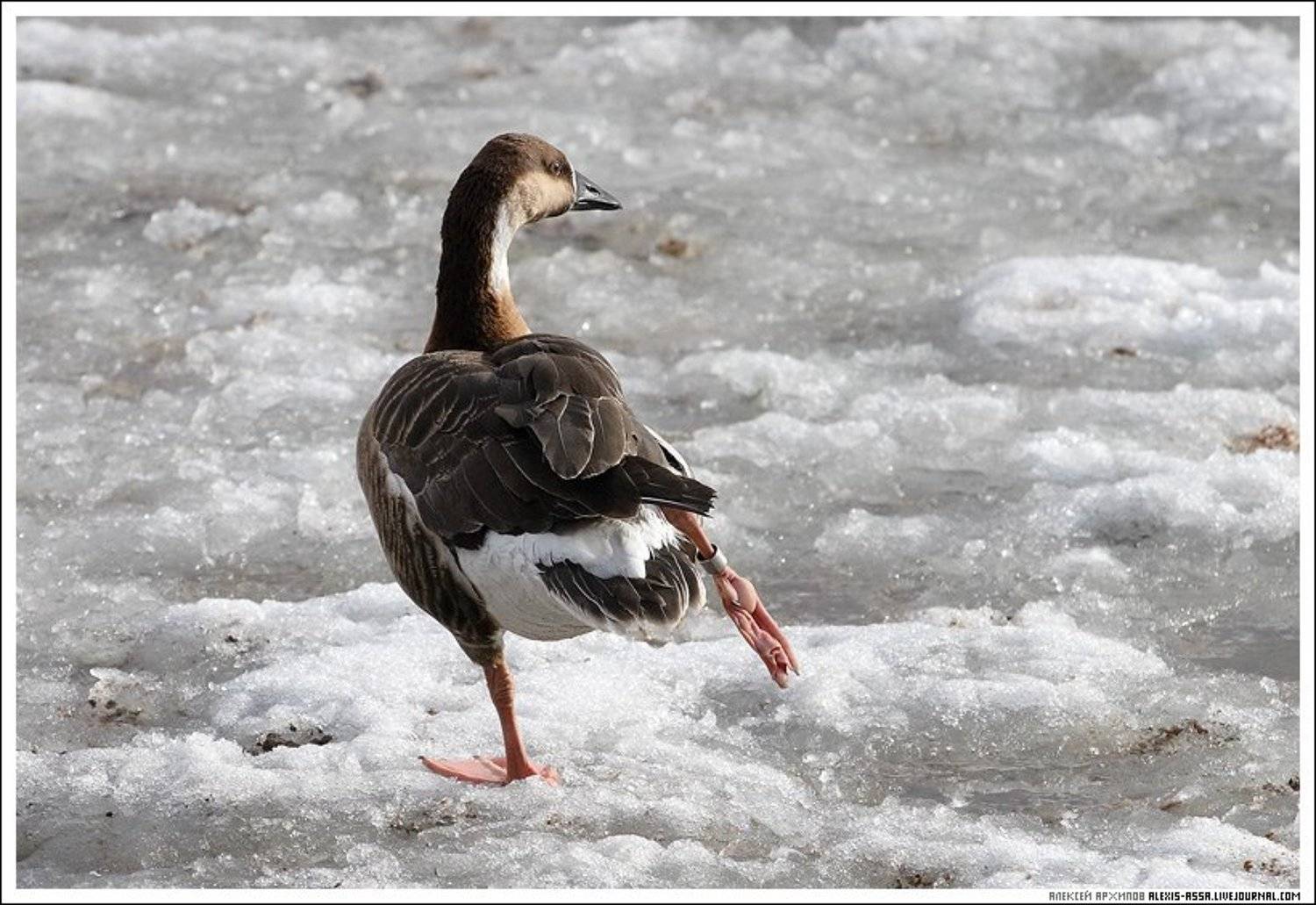 зоопарк, гусь, холод, Alexis Assa