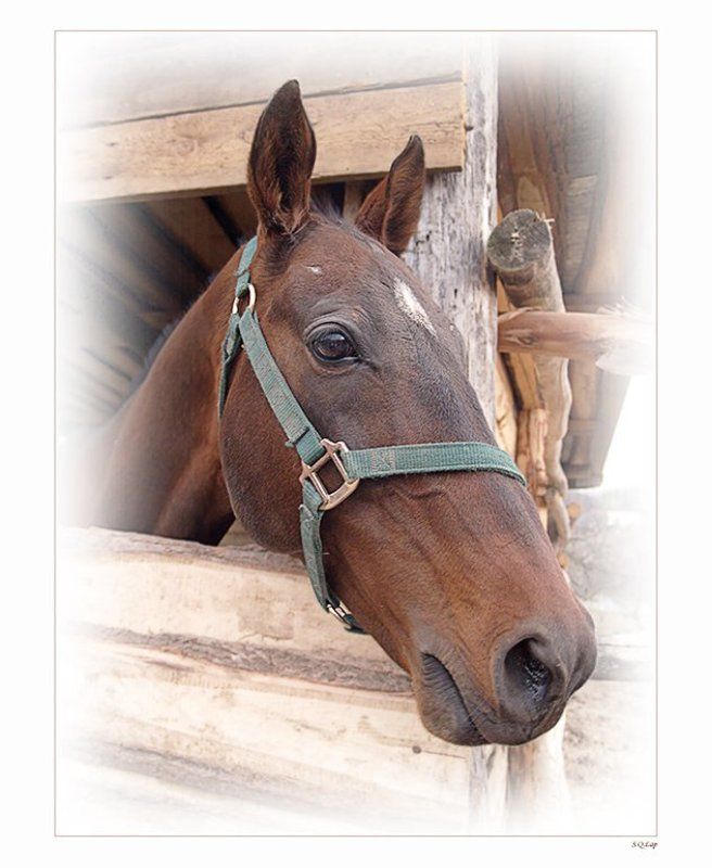 Портрет влюблённого жеребцаphoto preview