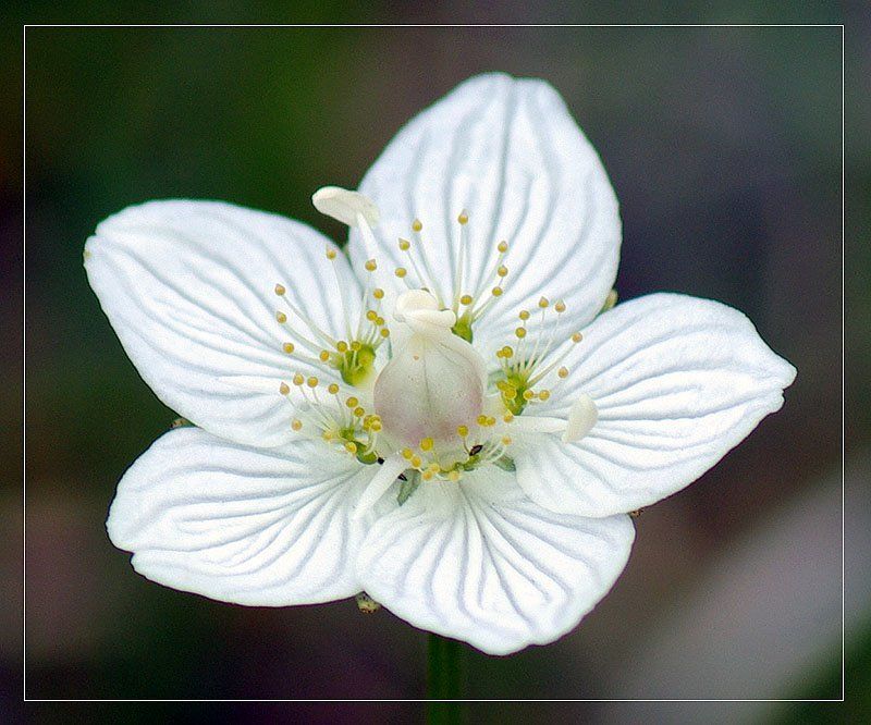 белозор Белозор болотный 2photo preview