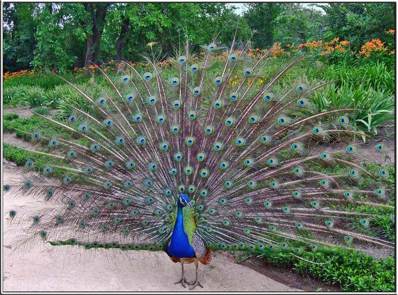 птицы,павлины, оперение По зову сердцаphoto preview