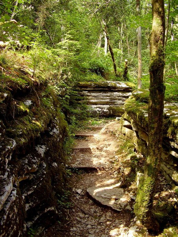 лето, тисо-самшитовая роща, лес Тисо-самшитовая роща. Лабиринтphoto preview