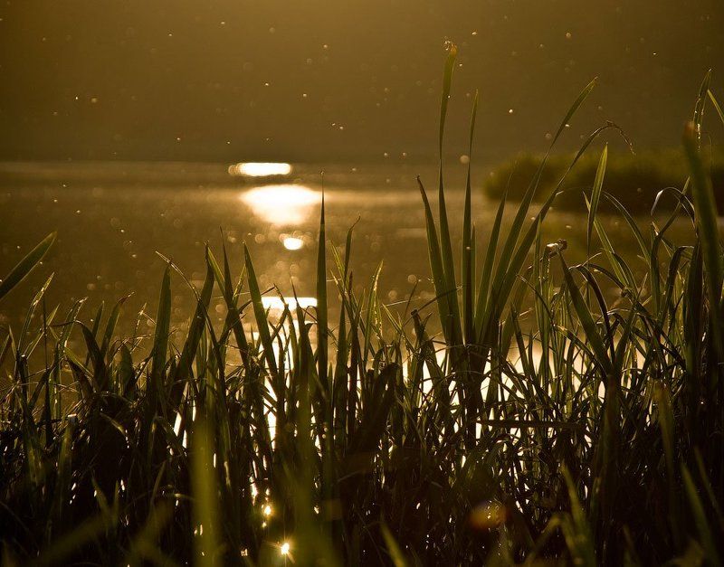 Мошкаphoto preview