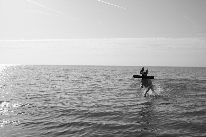 собака,залив,игра Pointerphoto preview