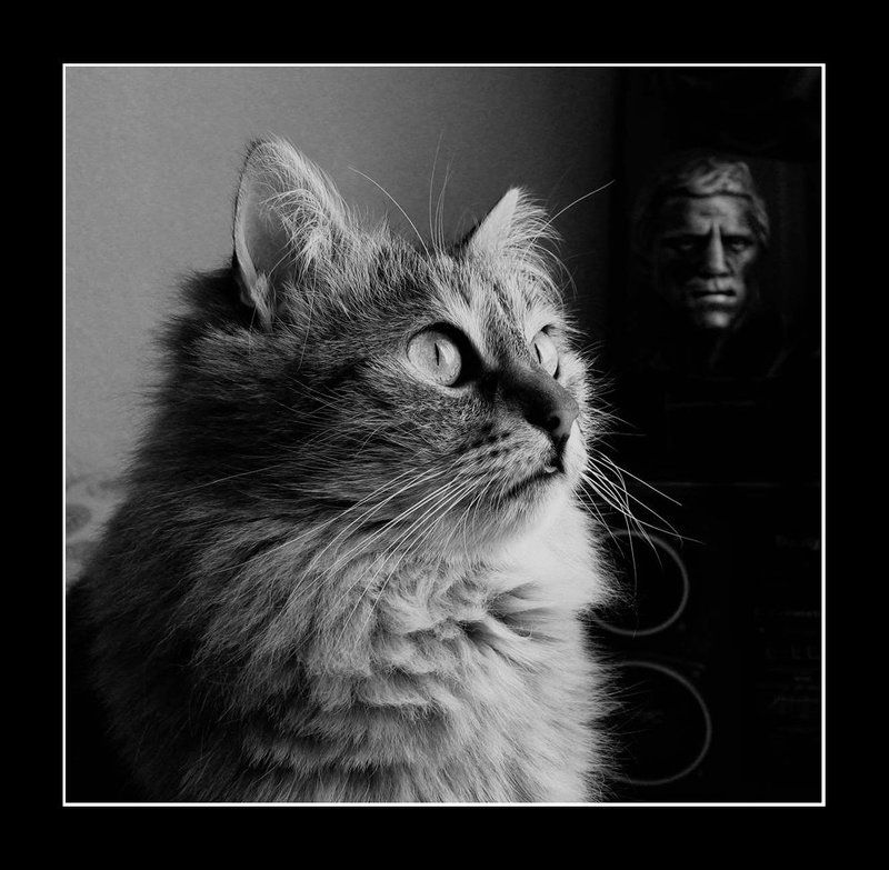 тим Портрет на фоне ликаphoto preview