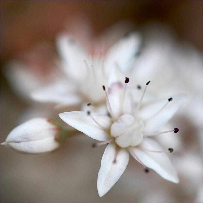 макро Точкиphoto preview