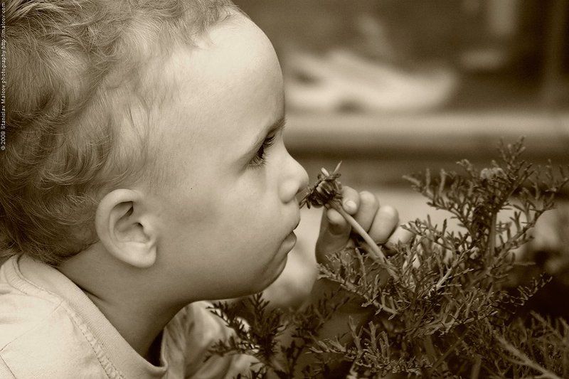 запахи, портрет, дети Запахи...photo preview