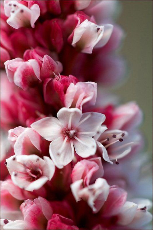 макро Вишневое мороженоеphoto preview