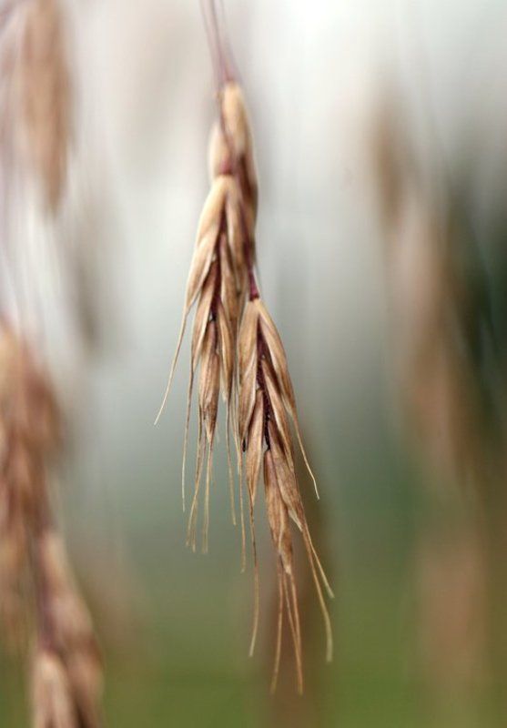 лето, поле, рожь, колоски, двое вдвоемphoto preview