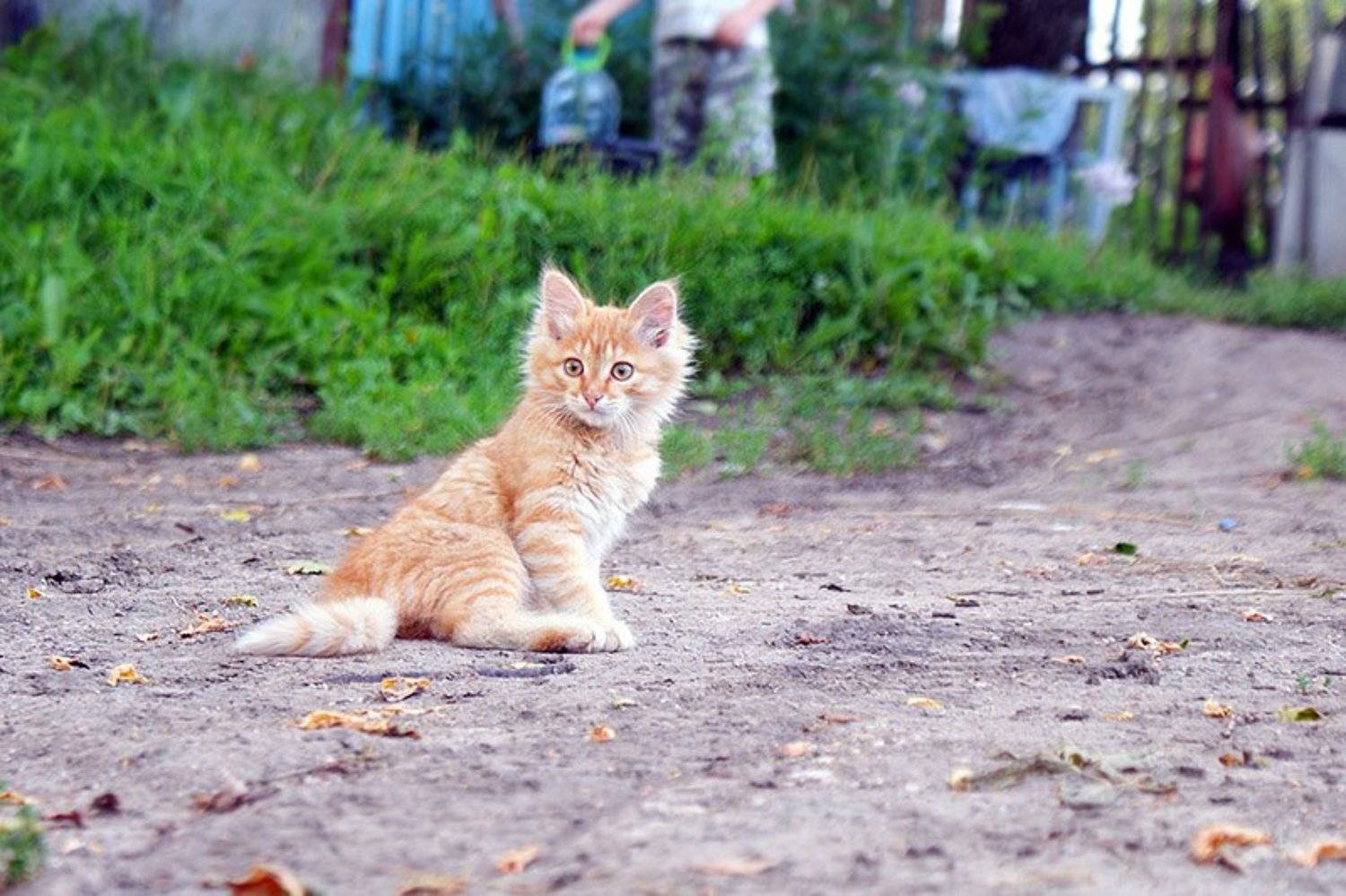 Внезапное удивление. Автор: Игорь , Игорь