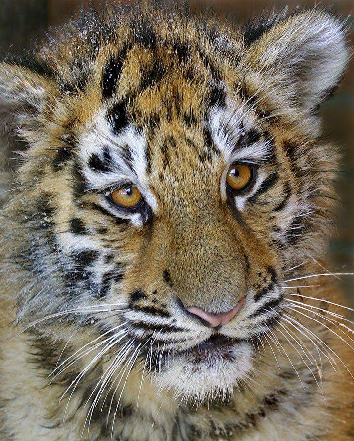 Тигриный пацан. Автор: Borsov Michail , Borsov Michail