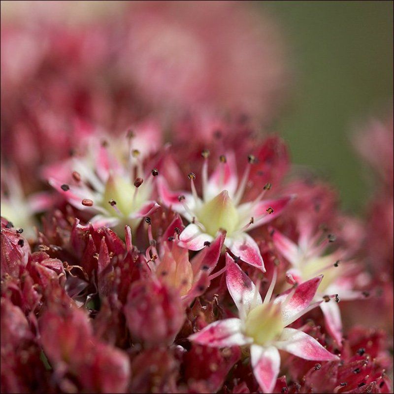 макро Точкиphoto preview