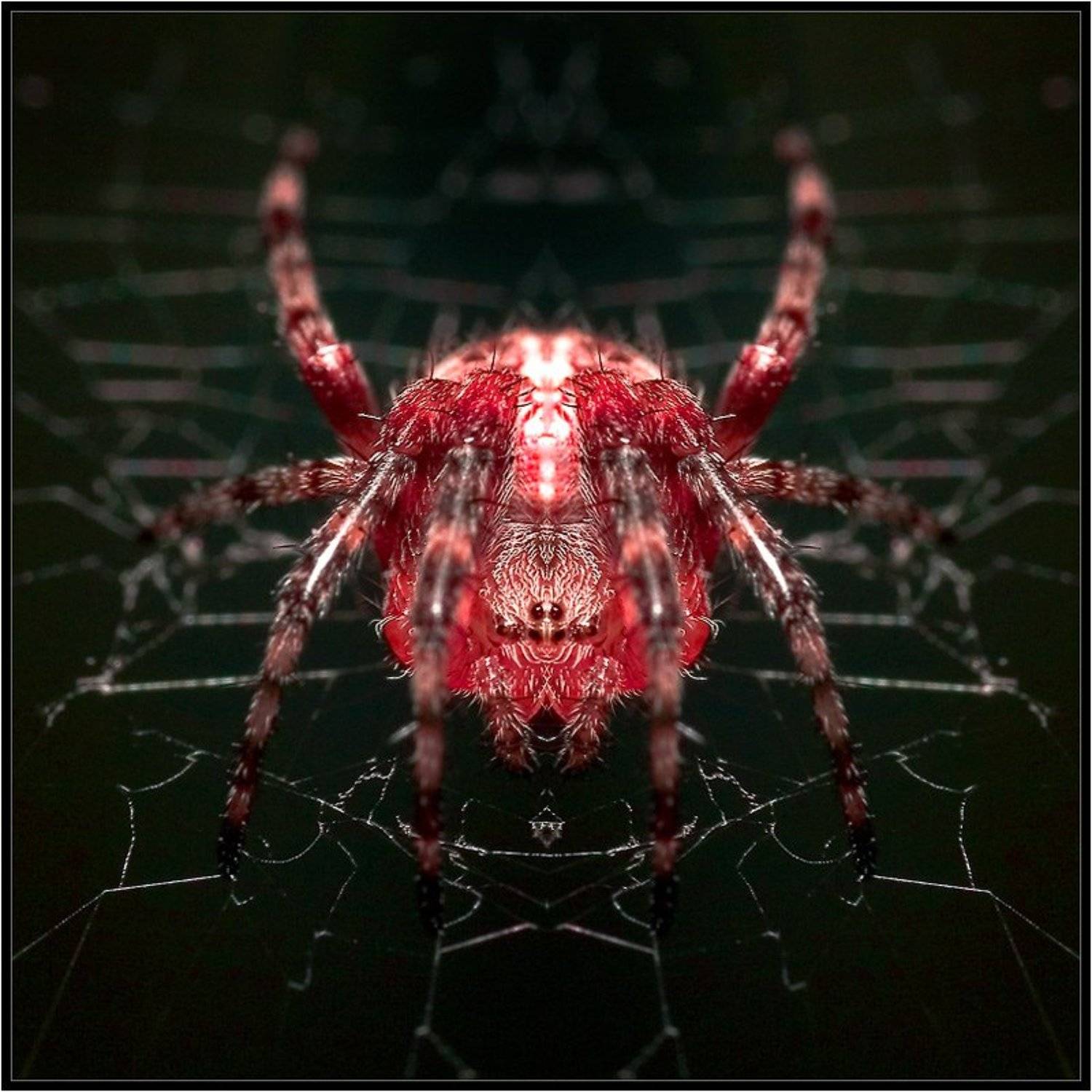 паук,симметрия, Качурин Алексей