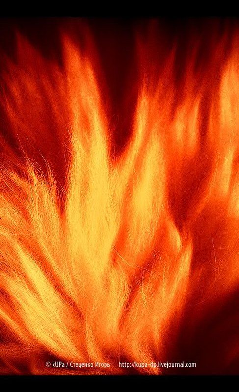 шкура, огонь Огненная шкура \\ Fiery skinphoto preview