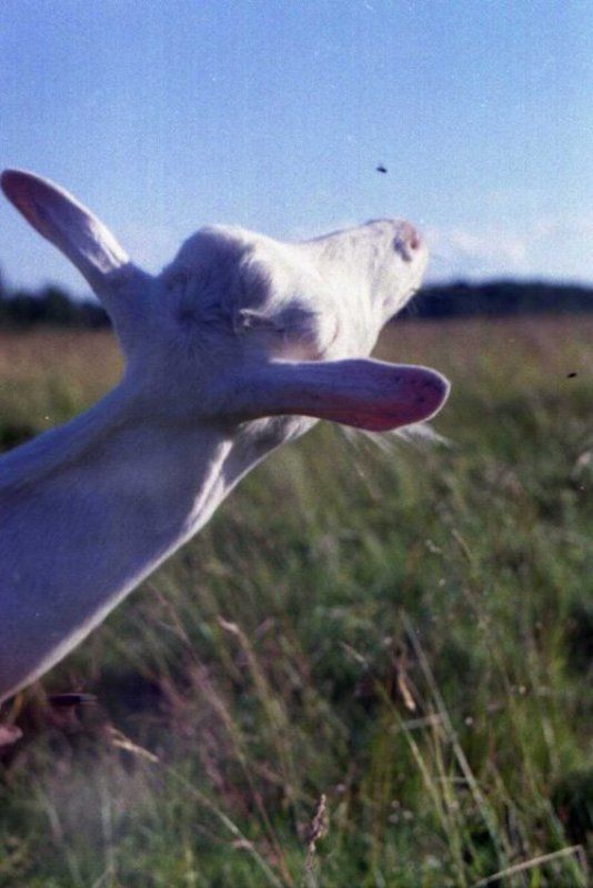 пленка, 35мм *** фото превью