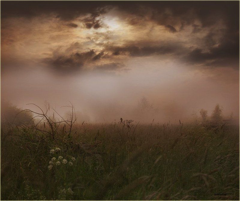 туман, луг, птички Про свидание двух птичек в тумане)photo preview