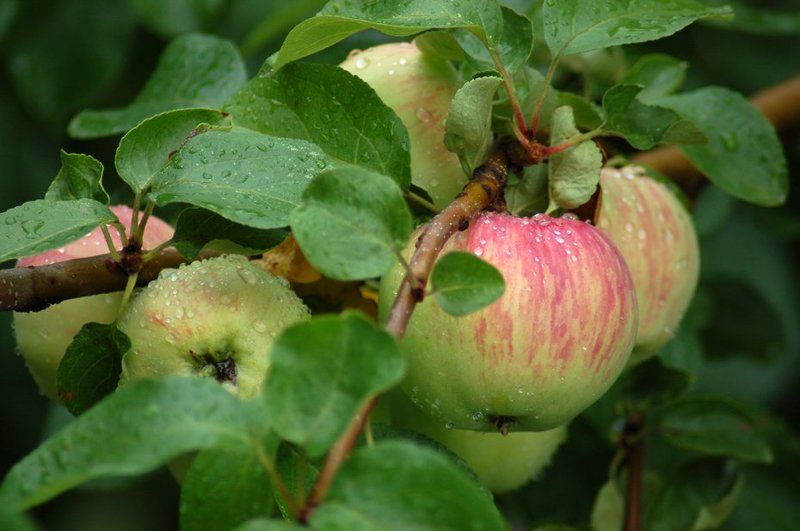 яблоки, яблоня Яблокиphoto preview