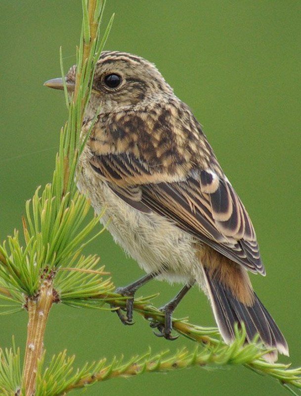 чекан,слёток Спряталсяphoto preview