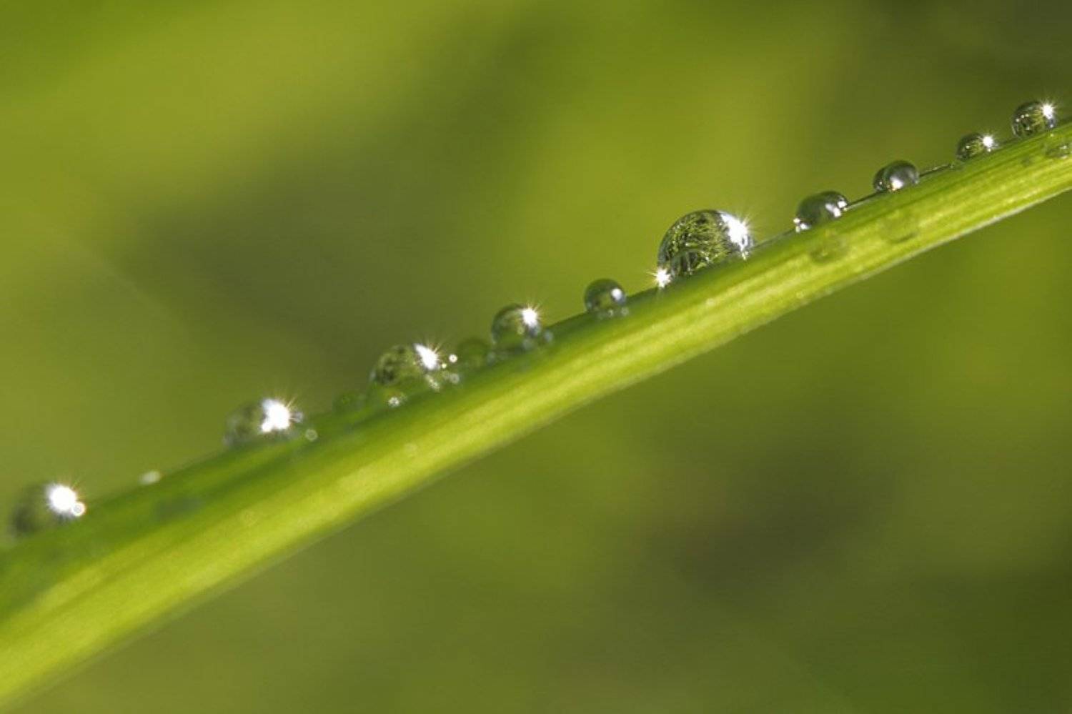 капля, роса, макро, природа, Svetik