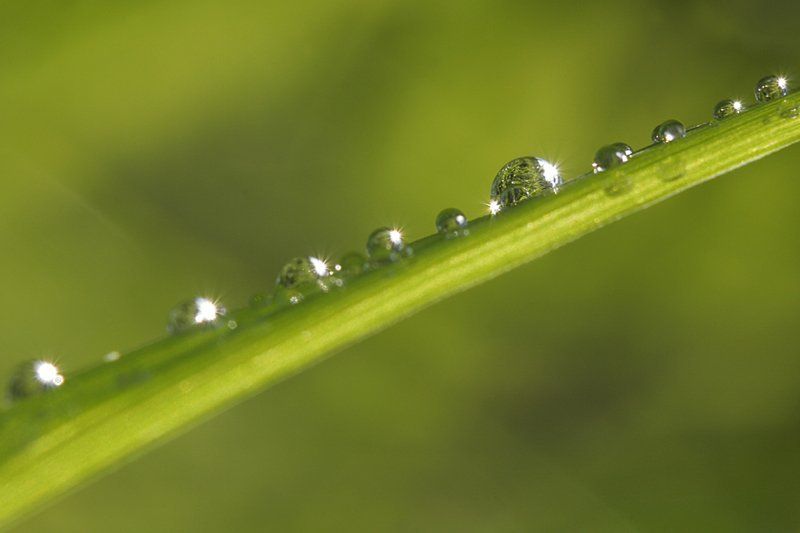 капля, роса, макро, природа photo preview