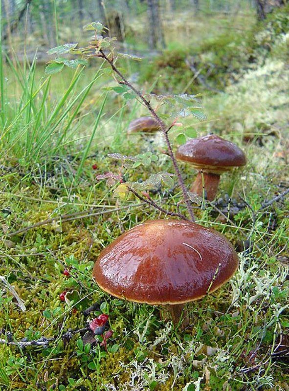 маслята Маслятаphoto preview