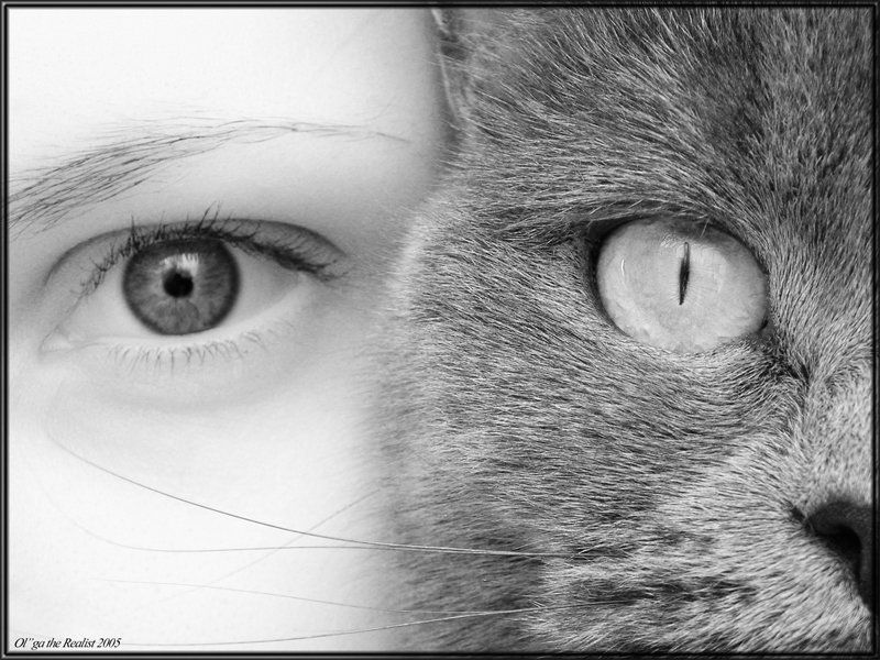 ...10 отличийphoto preview