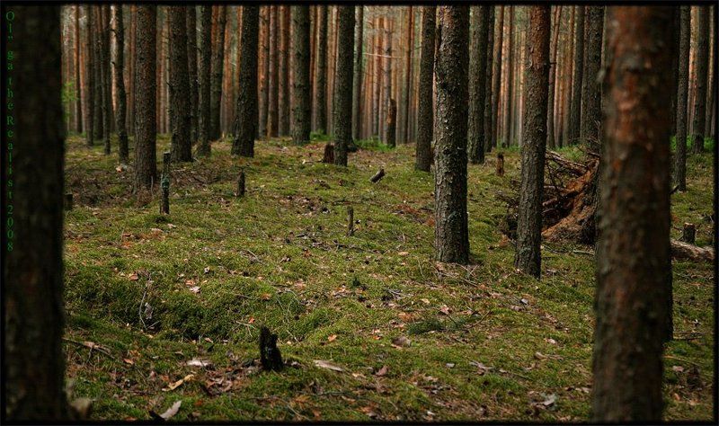 ...живешь в заколдованном диком лесу...photo preview