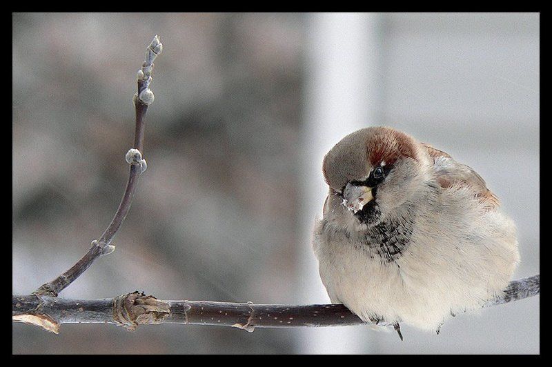 perec, воробей, зима ...скоро летоphoto preview