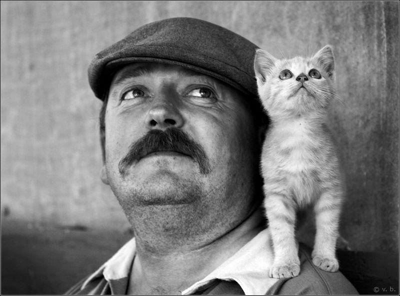 Про усатых...photo preview