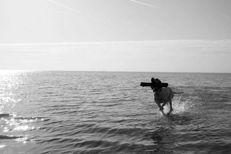 собака,залив,игра photo preview