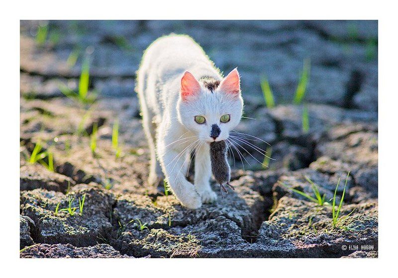 кот, кошка, кот с мышкой Кот с мышойphoto preview