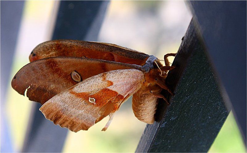 Сон мотылькаphoto preview