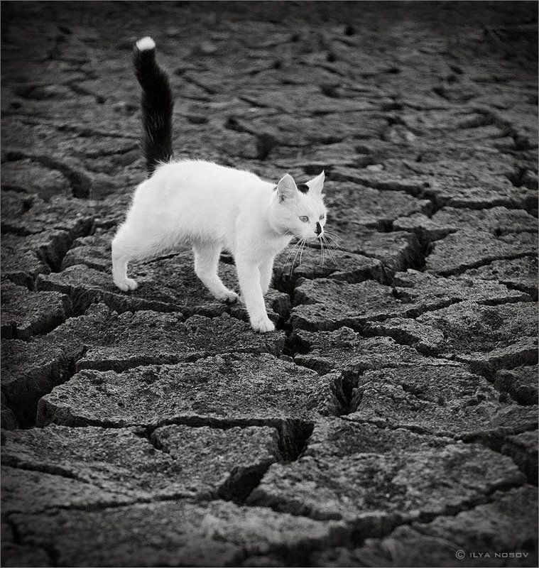 кот, кошка Кот и пустотаphoto preview