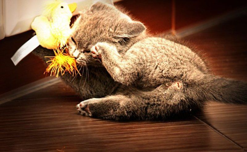 Вилкаphoto preview