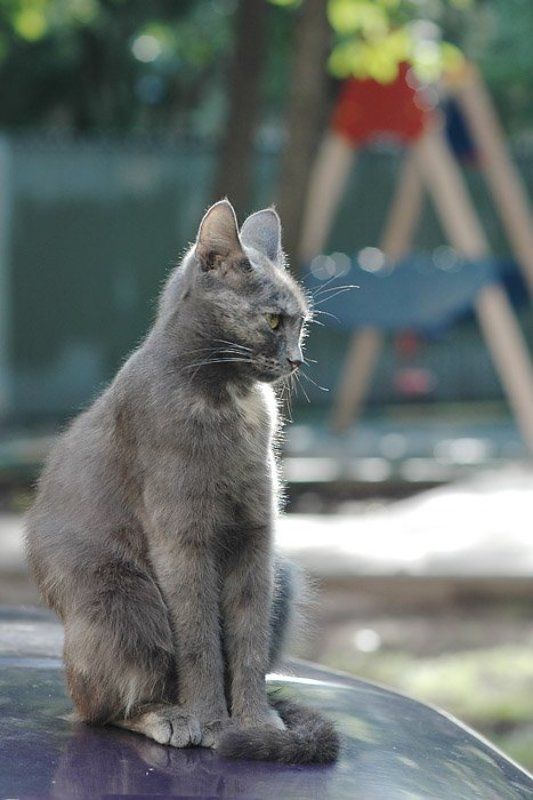 тренеруюсь на кошках...photo preview