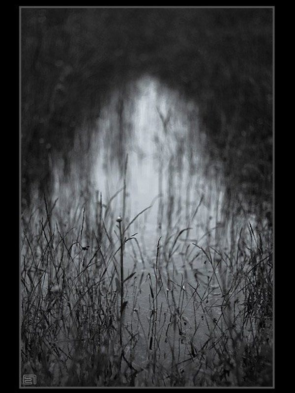 болото вода растительность ч/б природа Болотоphoto preview