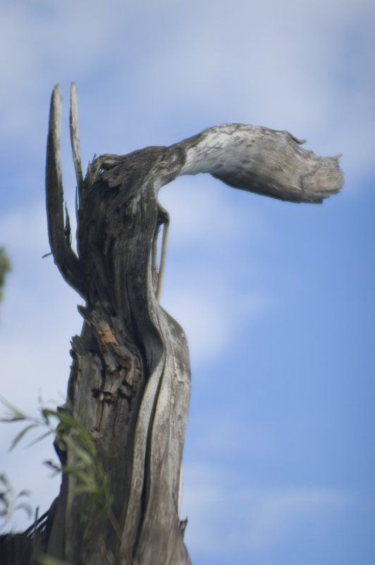 дерево Носато-ушасто-деревянноеphoto preview