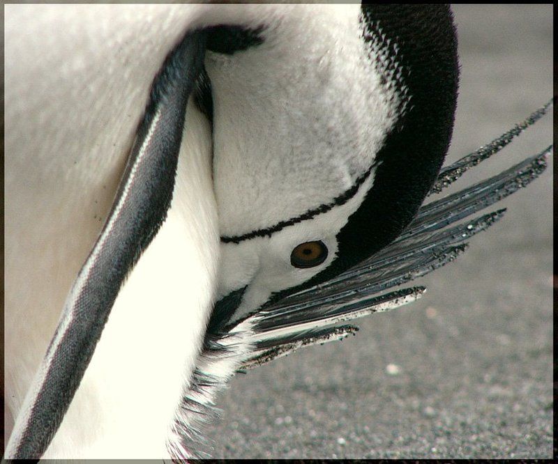 пингвин Стеснительный Пингвин.photo preview