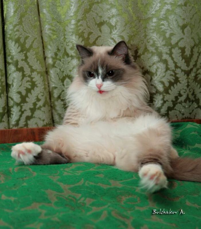 кошка, язык, маскарад, сидит Язычокphoto preview