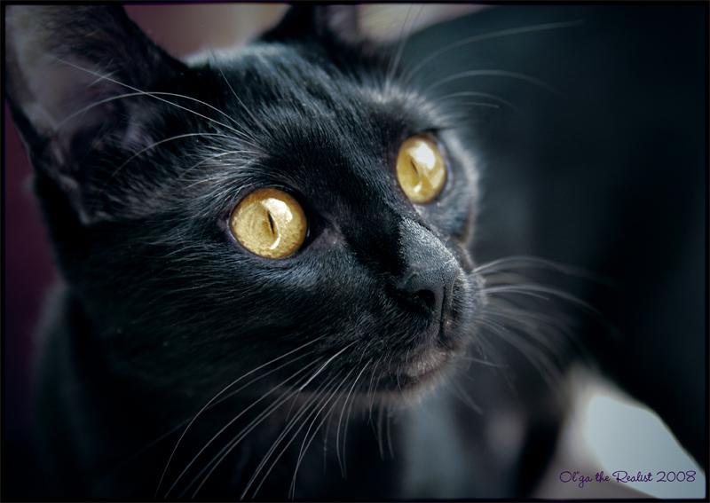 ...Сажа...photo preview