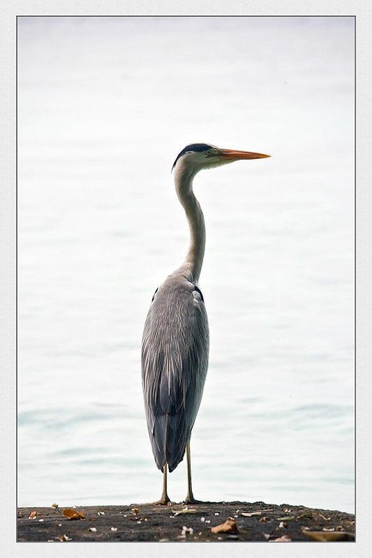 Грацияphoto preview