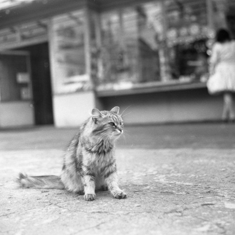 6x6, 120, пленка, киев-6с, волна-3, epson 4490, fomapan 400 ***photo preview