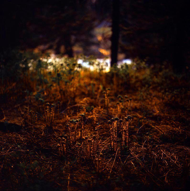 папоротник, весна, закат, лес, трава, горная природа, прибайкалье Папоротник родилсяphoto preview